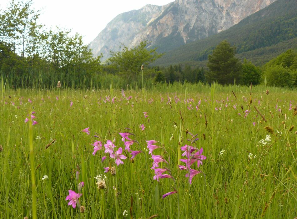 Illyrische Gladiolenwiese © Klaus Kugi