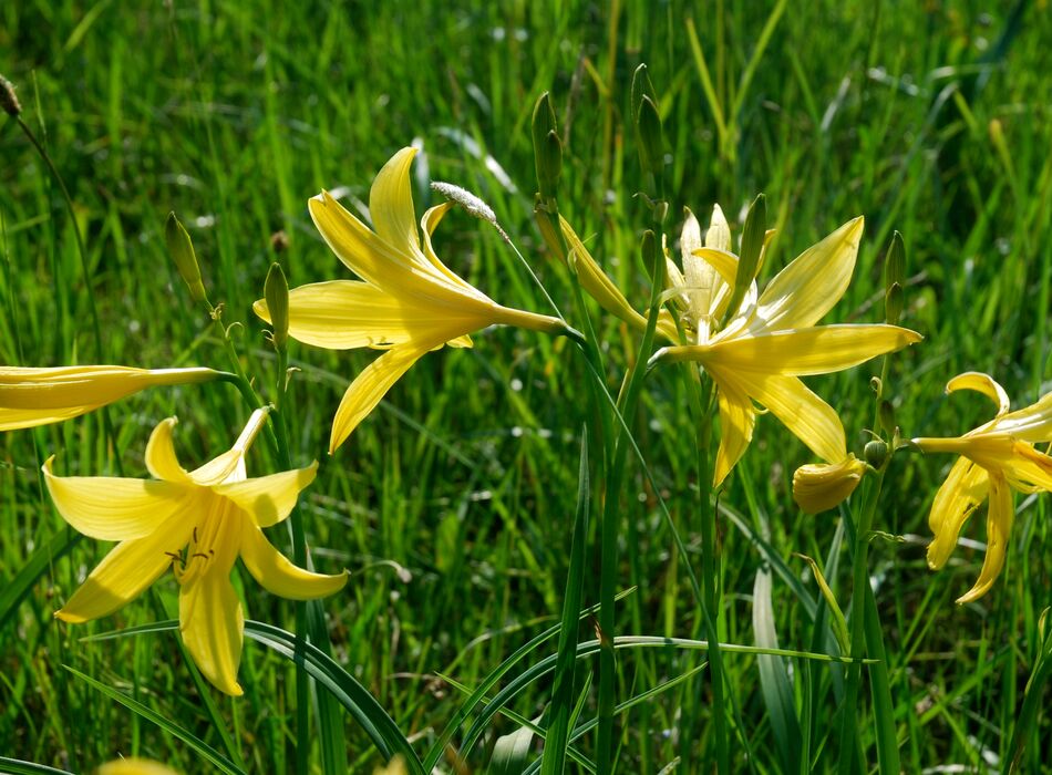 Gelbe Taglilienwiese Neustift © Thomas Haberler