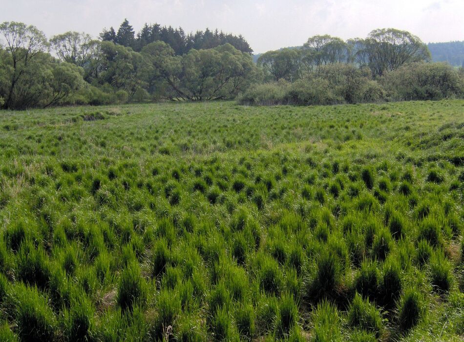 Gerettete Feuchtwiese an der Maltsch © Wolfgang Sollberger