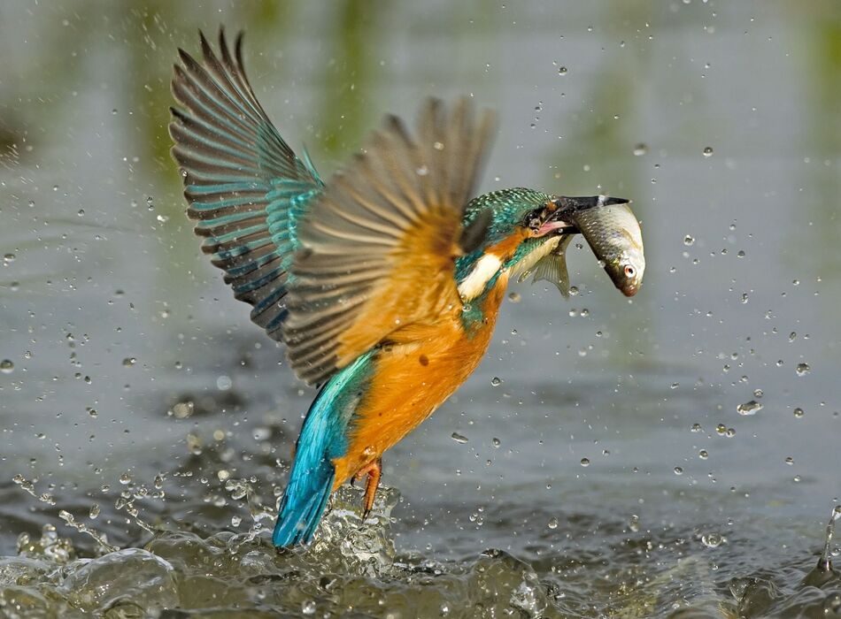 Eisvogel © Michael Tiefenbach