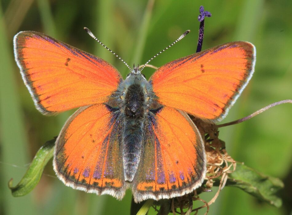 Lilagold Feuerfalter Männchen © Helmut Höttinger