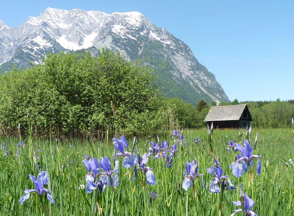 Schwertlilienwiese Trautenfels © Johannes Gepp