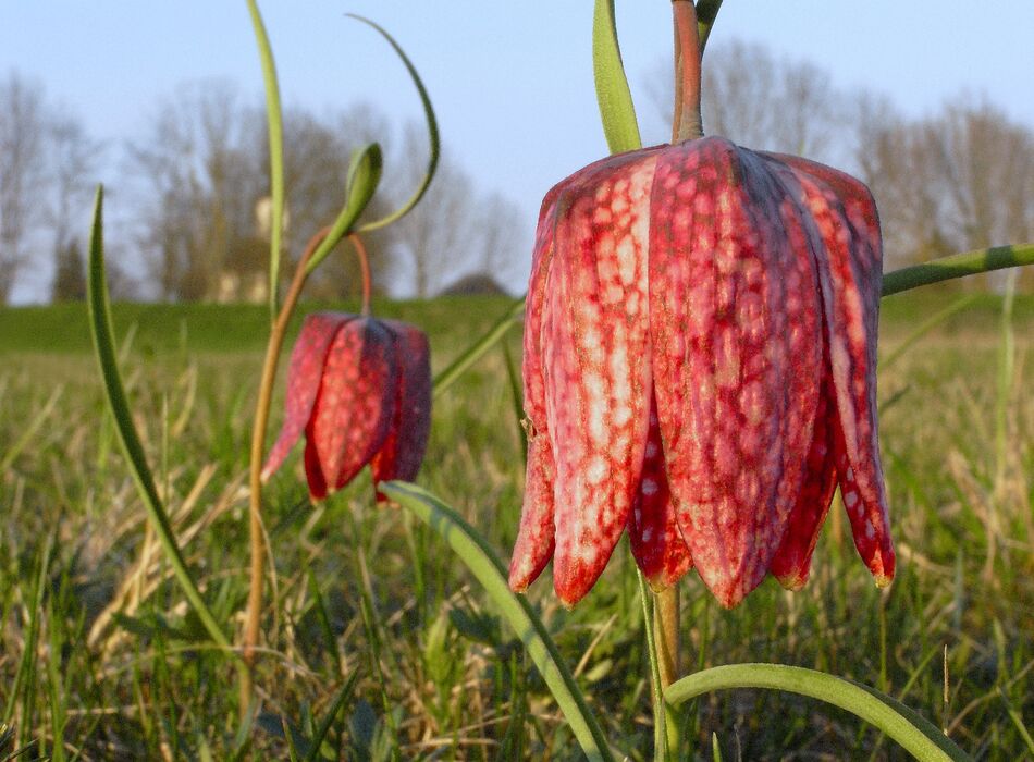 Schachblumenwiese Hagensdorf © Manfred Fiala