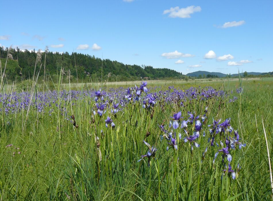 Schwertlilienwiese Finkensteiner Moor © Klaus Kugi