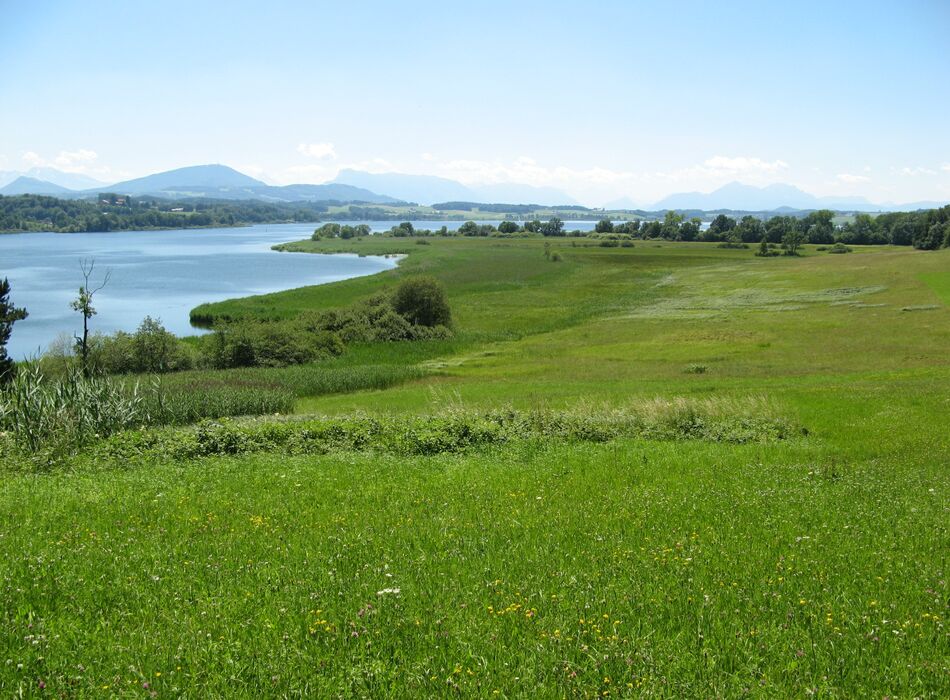 Wiesen am Wallersee © Franz Neumayr